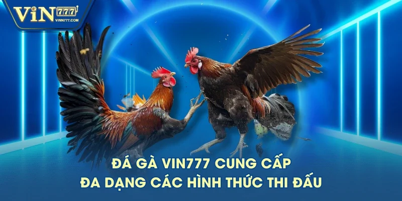 Đá gà VIN777 cung cấp đa dạng các hình thức thi đấu