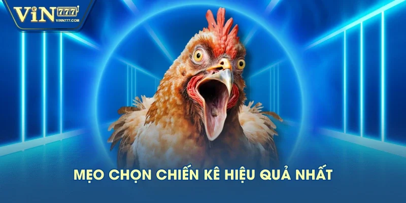 Mẹo chọn chiến kê hiệu quả nhất Mẹo chọn chiến kê hiệu quả nhất