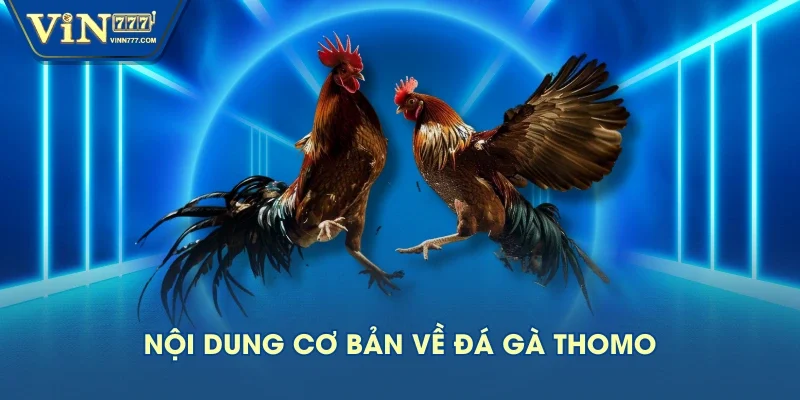 Nội dung cơ bản về đá gà Thomo