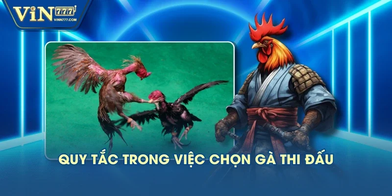 Quy tắc trong việc chọn gà thi đấu Quy tắc trong việc chọn gà thi đấu